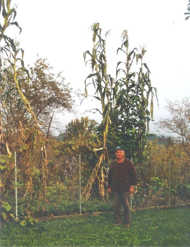 Un orto recintato in autunno con alcune piante di granoturco altissime; davanti alla rete un uomo con il berretto